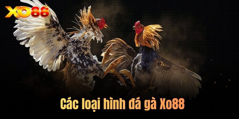 Các loại hình đá gà Xo88